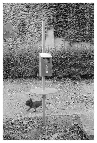 Hund,  Ascher, Halle. 2006.